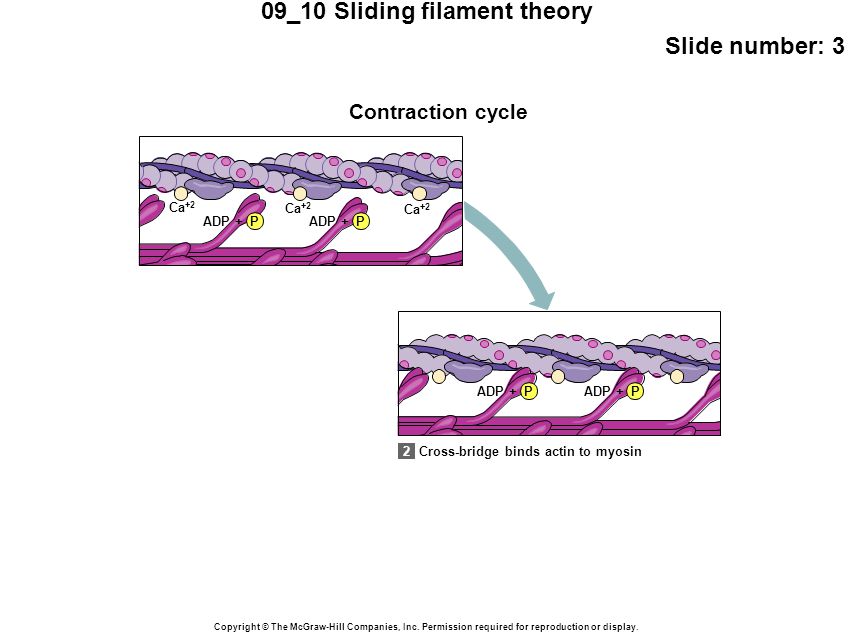 09_10 Sliding filament theory Slide number: 3 Copyright © The McGraw-Hill Companies, Inc.