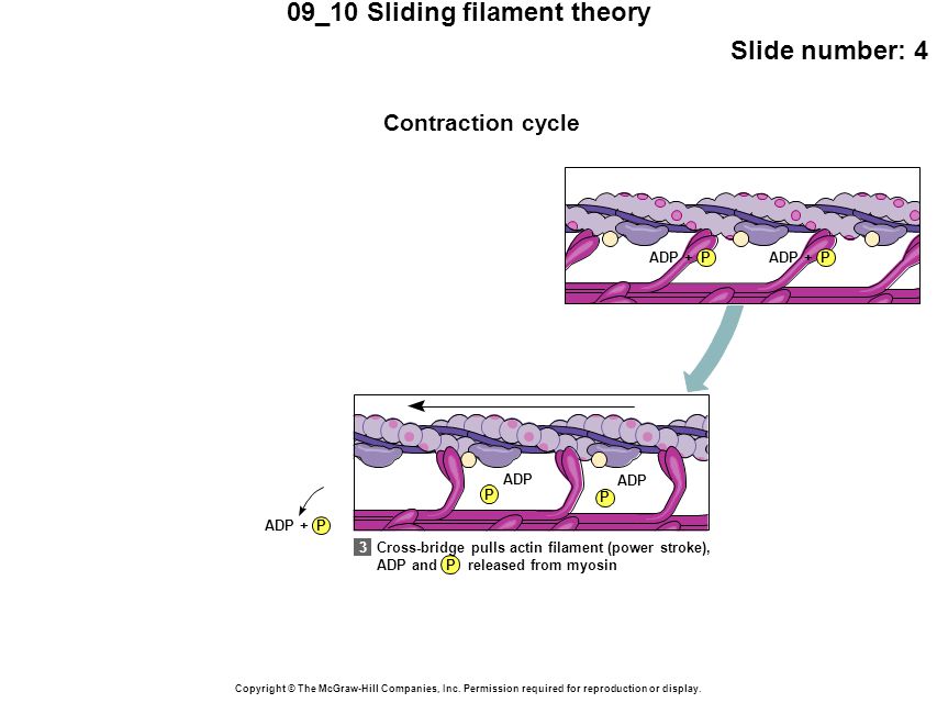 09_10 Sliding filament theory Slide number: 4 Copyright © The McGraw-Hill Companies, Inc.