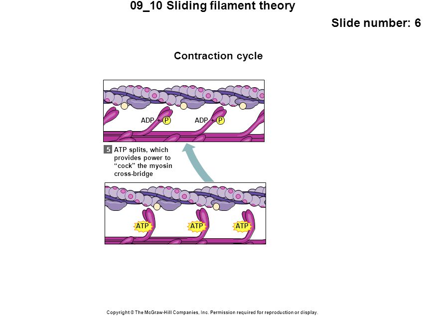09_10 Sliding filament theory Slide number: 6 Copyright © The McGraw-Hill Companies, Inc.