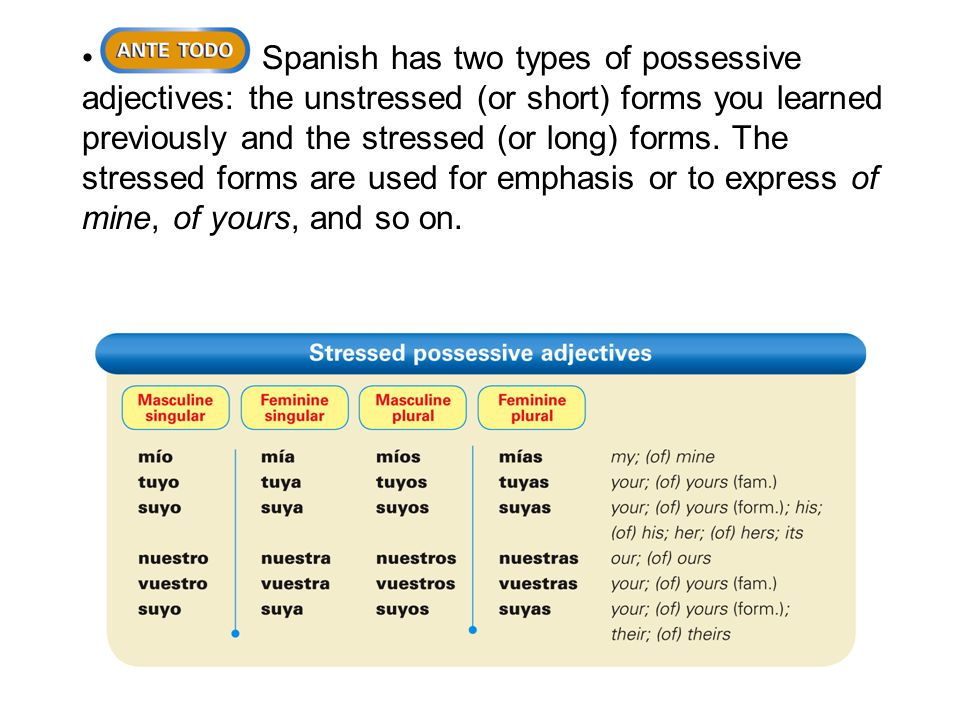Spanish has two types of possessive adjectives: the unstressed (or short) forms you learned previously and the stressed (or long) forms.