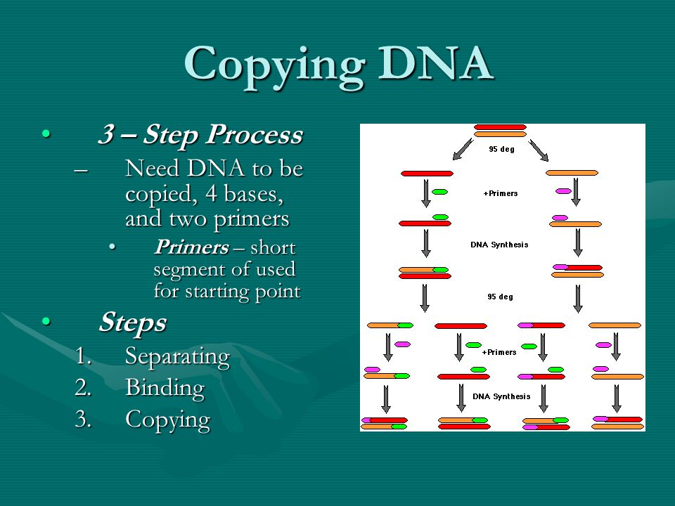 Copying DNA 3 – Step Process3 – Step Process –Need DNA to be copied, 4 bases, and two primers Primers – short segment of used for starting pointPrimers – short segment of used for starting point StepsSteps 1.Separating 2.Binding 3.Copying