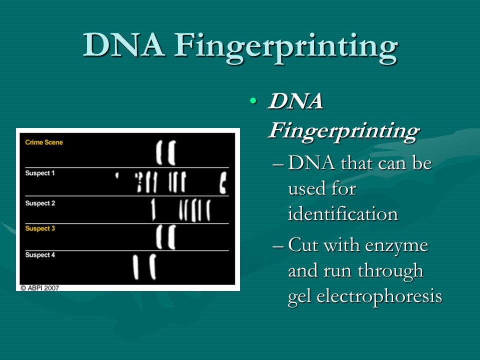 DNA Fingerprinting –DNA that can be used for identification –Cut with enzyme and run through gel electrophoresis