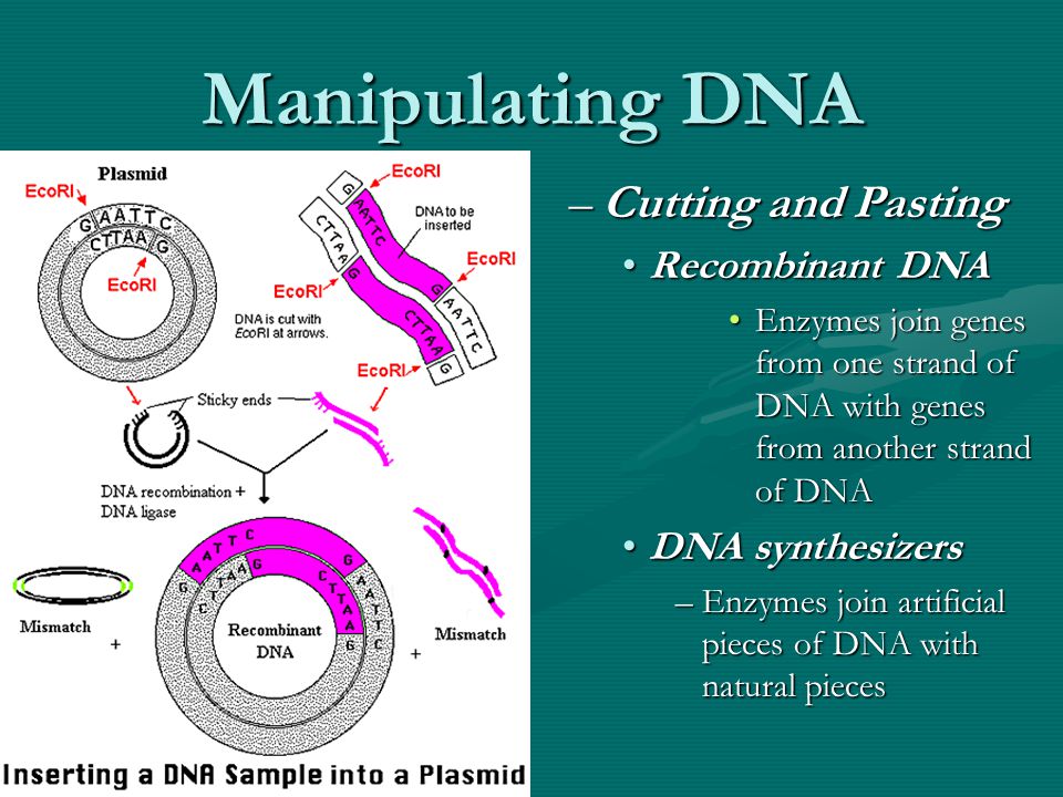 Manipulating DNA –Cutting and Pasting Recombinant DNA Enzymes join genes from one strand of DNA with genes from another strand of DNA DNA synthesizers –Enzymes join artificial pieces of DNA with natural pieces