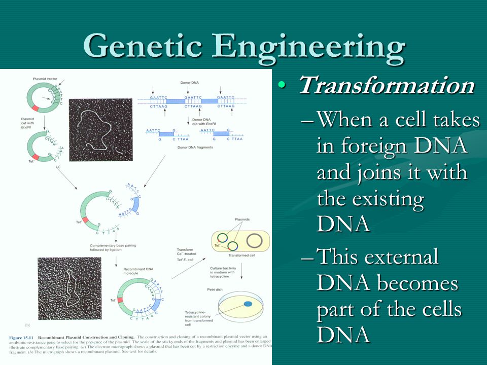 Genetic Engineering Transformation –When a cell takes in foreign DNA and joins it with the existing DNA –This external DNA becomes part of the cells DNA