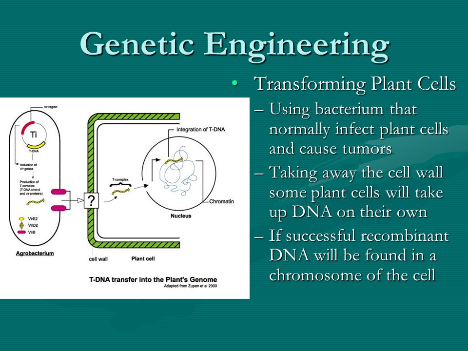 Genetic Engineering Transforming Plant Cells –Using bacterium that normally infect plant cells and cause tumors –Taking away the cell wall some plant cells will take up DNA on their own –If successful recombinant DNA will be found in a chromosome of the cell