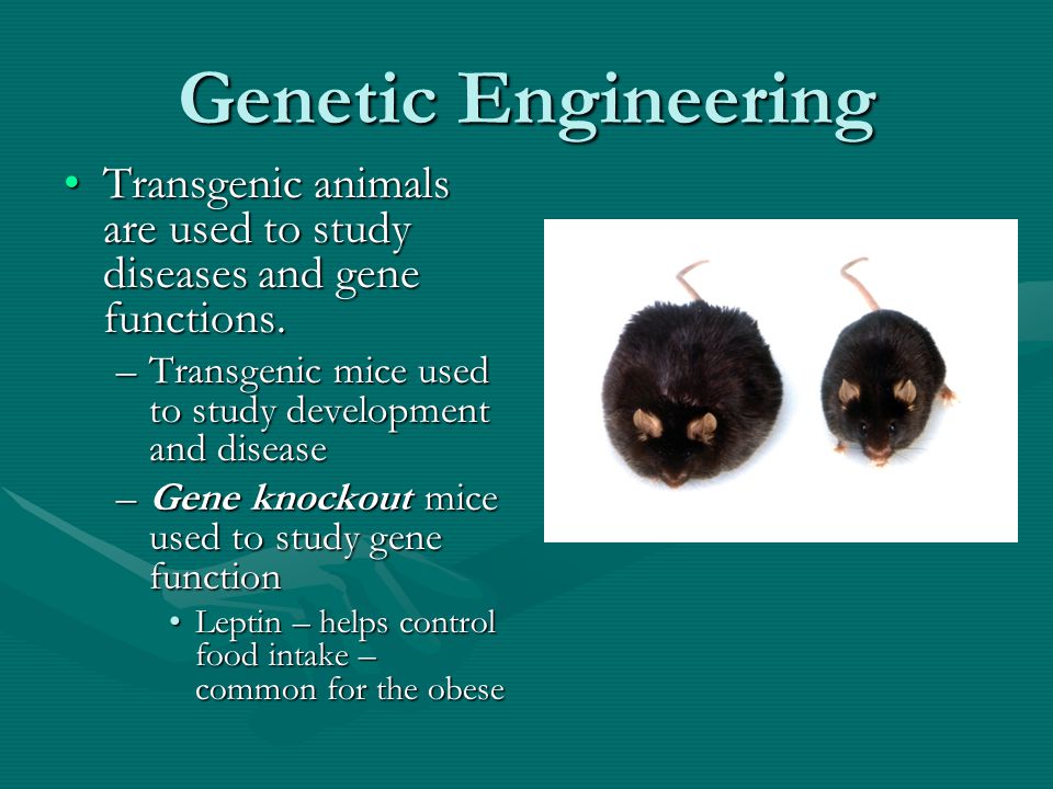 Genetic Engineering Transgenic animals are used to study diseases and gene functions.Transgenic animals are used to study diseases and gene functions.