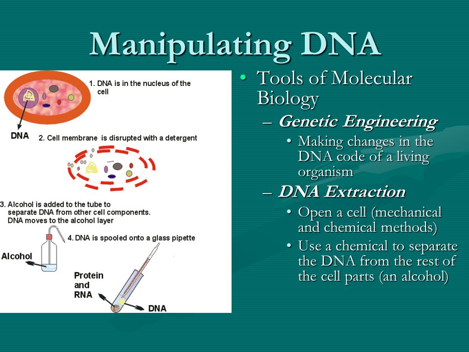 Manipulating DNA Tools of Molecular Biology –Genetic Engineering Making changes in the DNA code of a living organism –DNA Extraction Open a cell (mechanical and chemical methods) Use a chemical to separate the DNA from the rest of the cell parts (an alcohol)