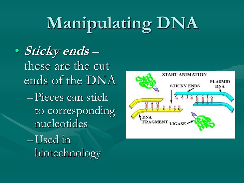 Manipulating DNA Sticky ends – these are the cut ends of the DNASticky ends – these are the cut ends of the DNA –Pieces can stick to corresponding nucleotides –Used in biotechnology