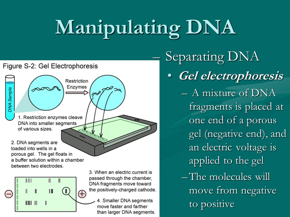 Manipulating DNA – Separating DNA Gel electrophoresis – A mixture of DNA fragments is placed at one end of a porous gel (negative end), and an electric voltage is applied to the gel –The molecules will move from negative to positive