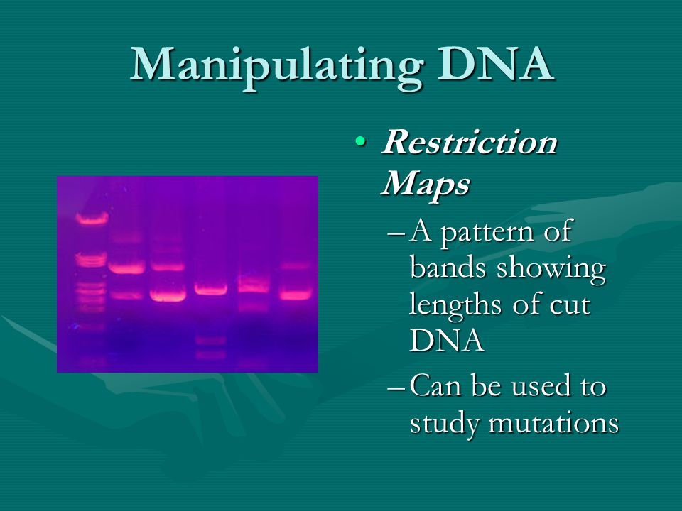 Manipulating DNA Restriction Maps –A pattern of bands showing lengths of cut DNA –Can be used to study mutations