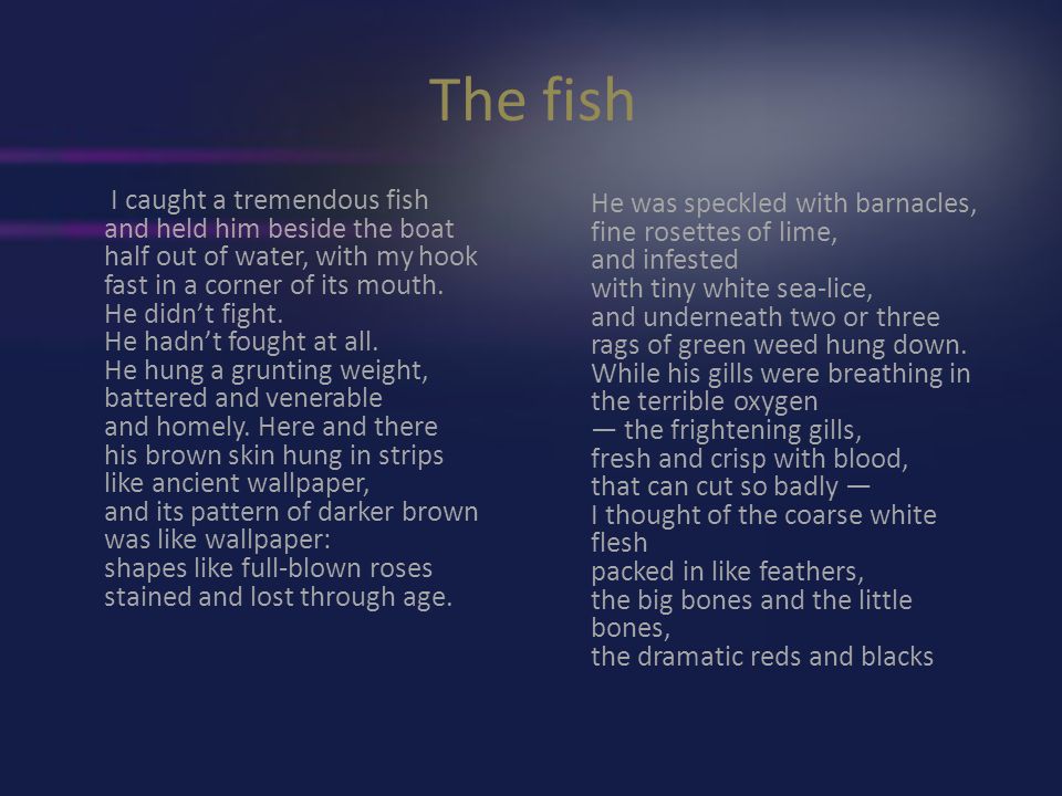 the fish by elizabeth bishop summary