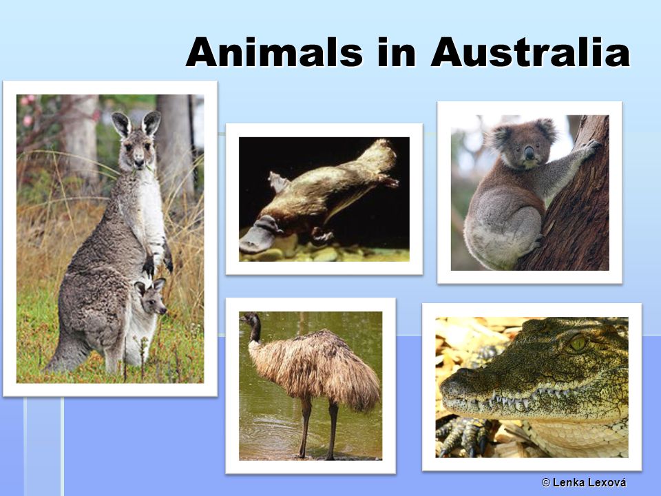 © Lenka Lexová Animals in Australia Animals in Australia
