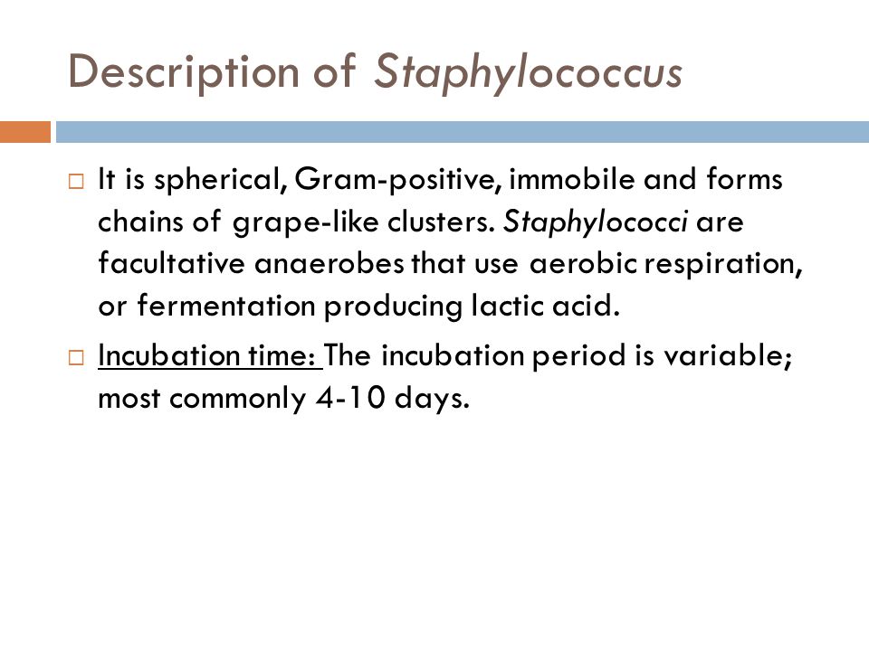 Staphylococcus - microbewiki