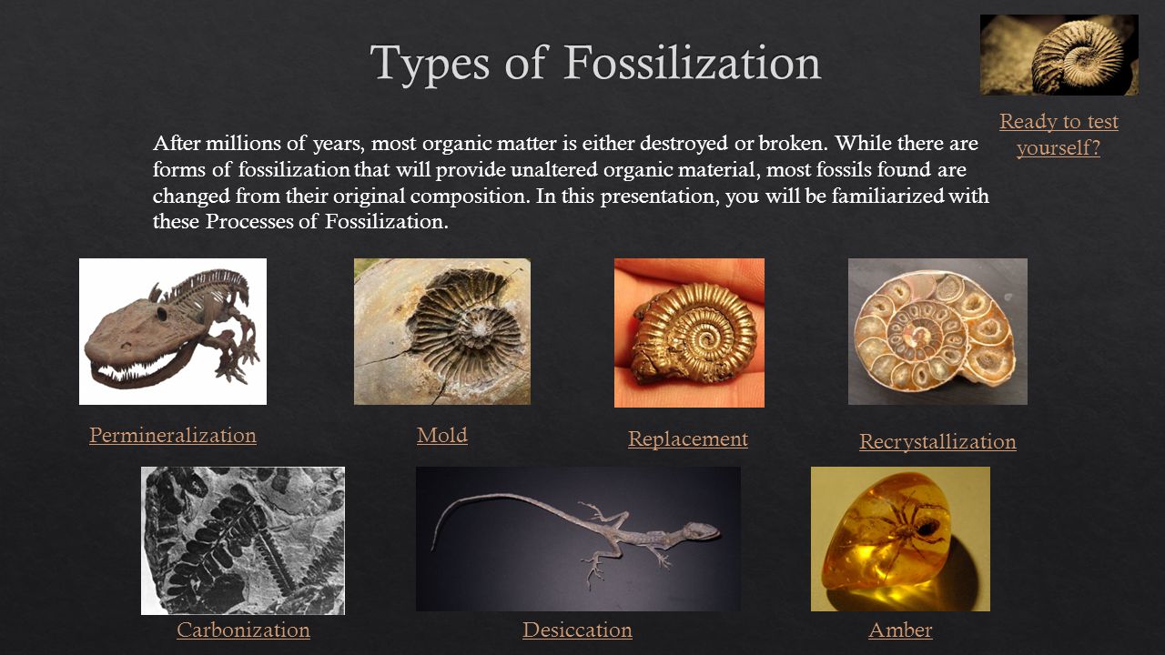 recrystallization fossil