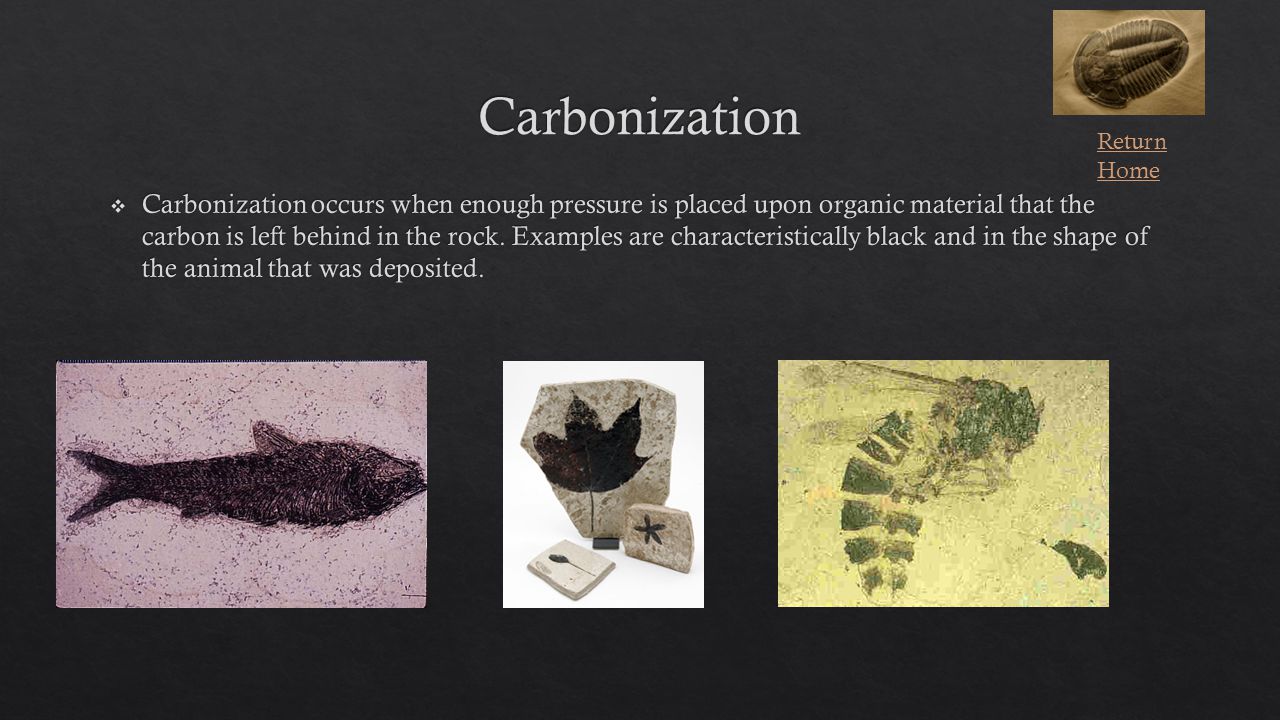 Processes of Fossilization Proceed to Lesson PermineralizationMold  Replacement Recrystallization Carbonization After millions of years, most  organic. - ppt download