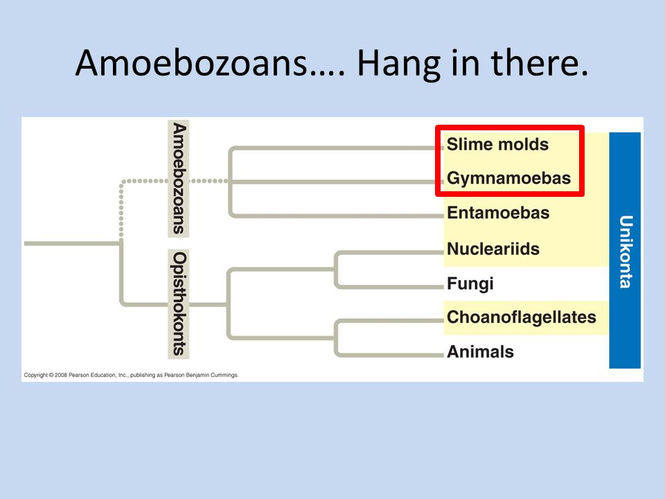 Amoebozoans…. Hang in there.