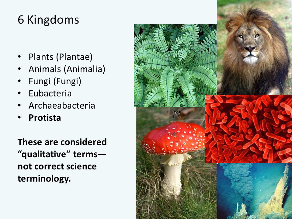 6 Kingdoms Plants (Plantae) Animals (Animalia) Fungi (Fungi) Eubacteria Archaeabacteria Protista These are considered qualitative terms— not correct science terminology.