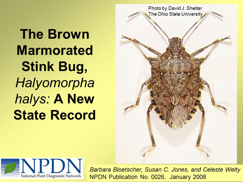 the brown marmorated stink