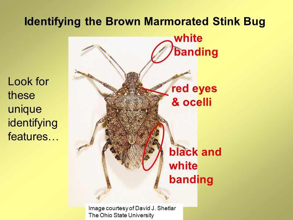 the brown marmorated stink