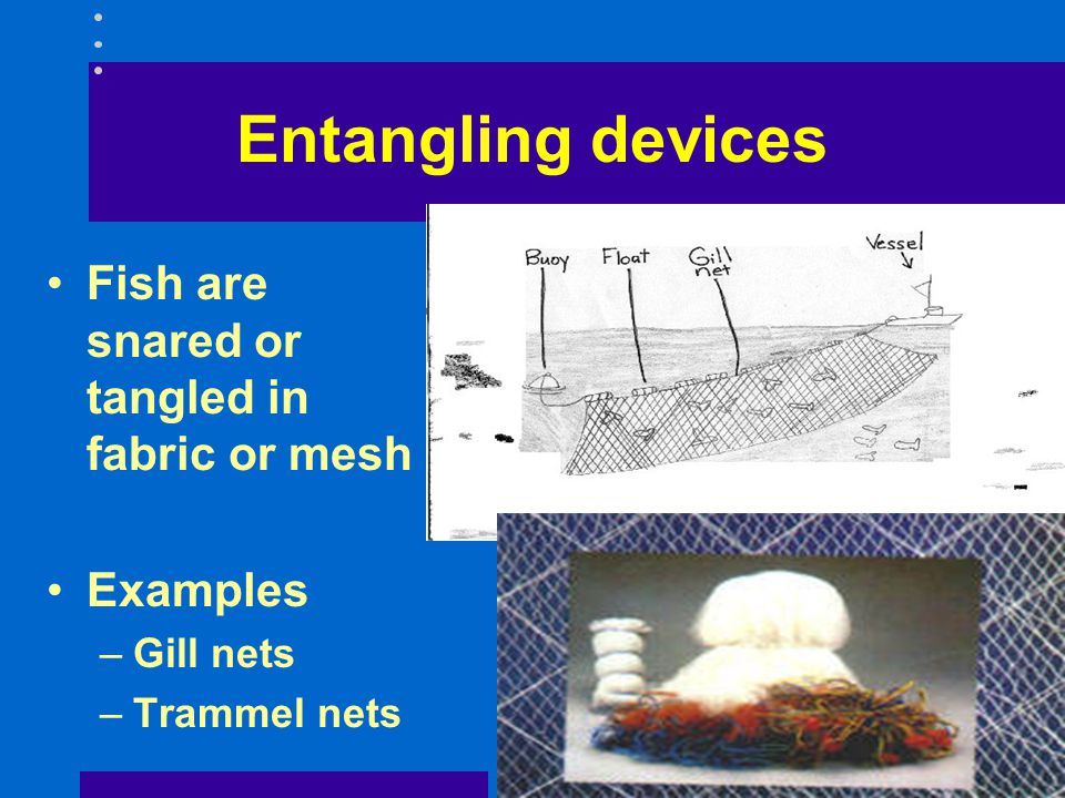 Chapter 6 Passive Capture Techniques. Fish caught by –Entanglement