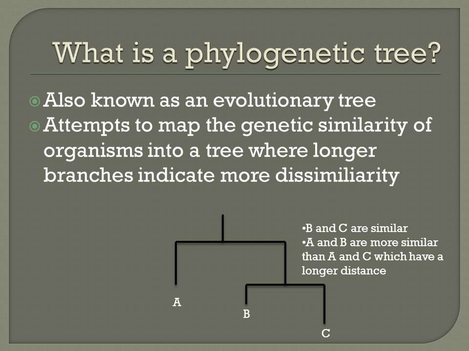  Also known as an evolutionary tree  Attempts to map the genetic similarity of organisms into a tree where longer branches indicate more dissimiliarity A B C B and C are similar A and B are more similar than A and C which have a longer distance