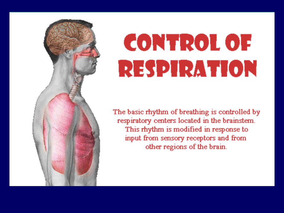 Anatomy and Physiology of the Respiratory System – Medical Terminology: An  Interactive Approach