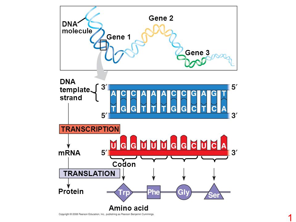 Dna Molecule Gene 1 2 3 Template Strand Transcription 1 Dna Molecule Gene 2 3 Template Strand Transcription Translation Mrna Protein Codon Amino Acid
