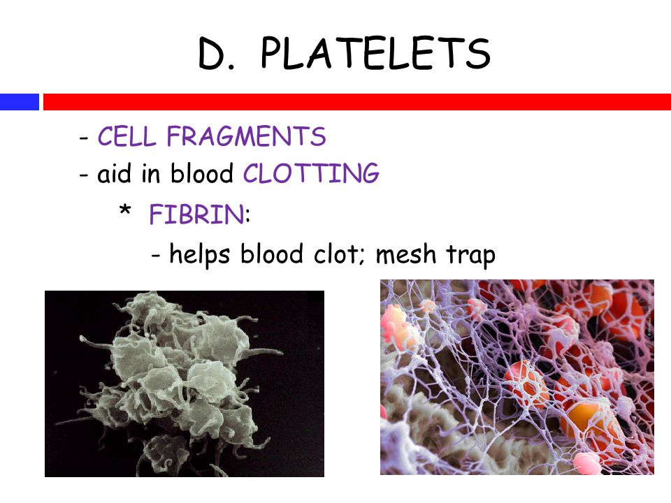 D. PLATELETS - CELL FRAGMENTS - aid in blood CLOTTING * FIBRIN: - helps blood clot; mesh trap