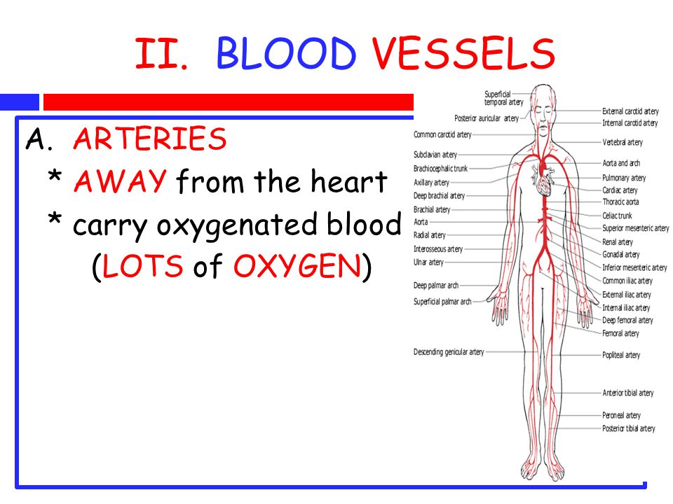 II. BLOOD VESSELS A. ARTERIES * AWAY from the heart * carry oxygenated blood (LOTS of OXYGEN)