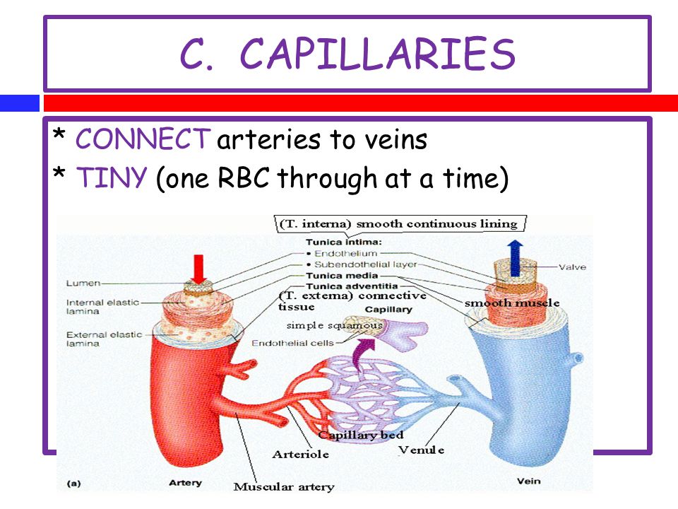C. CAPILLARIES * CONNECT arteries to veins * TINY (one RBC through at a time)