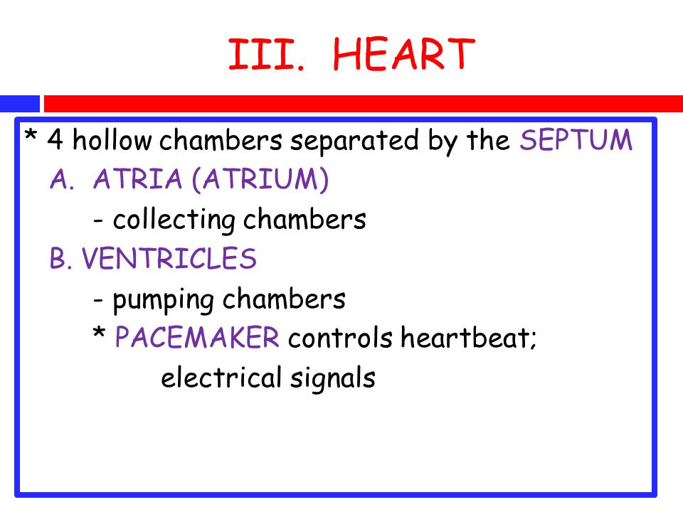 III. HEART * 4 hollow chambers separated by the SEPTUM A.