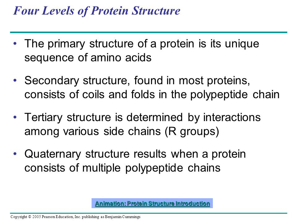 Proteins. Copyright © 2005 Pearson Education, Inc. publishing as Benjamin  Cummings Concept : Proteins have many structures, resulting in a wide  range. - ppt download