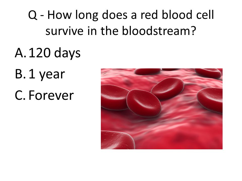 The Cardiovascular System. Q - How many liters of blood does the adult human  body contain? A.5 liters B.10 liters C.15 liters. - ppt download