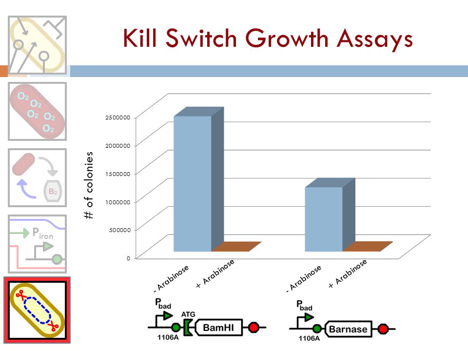 Kill Switch Growth Assays P iron # of colonies - Arabinose + Arabinose - Arabinose + Arabinose P iron