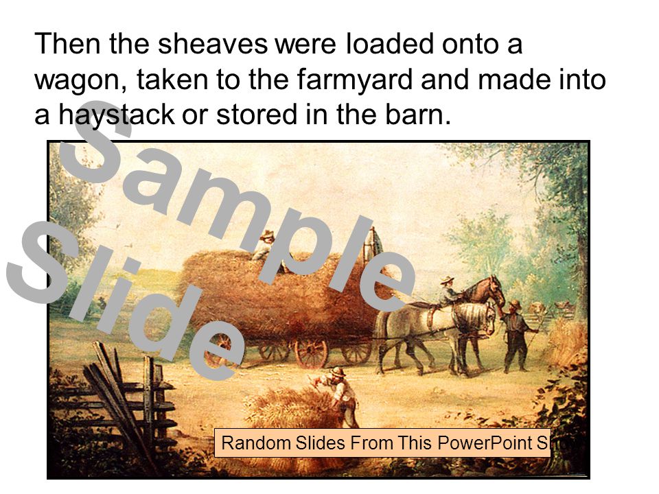 Random Slides From This PowerPoint Show Sample Slide Then the sheaves were loaded onto a wagon, taken to the farmyard and made into a haystack or stored in the barn.