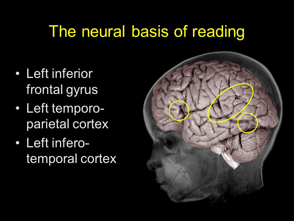 The Neural Basis of Reading
