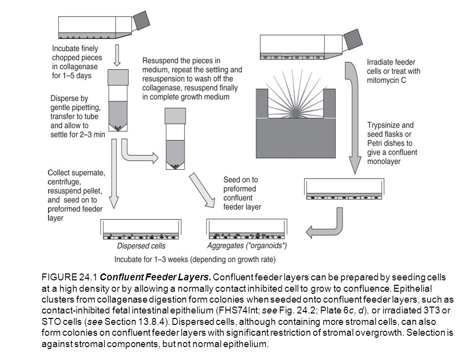 Figure 24 1 Confluent Feeder Layers Confluent Feeder Layers Can