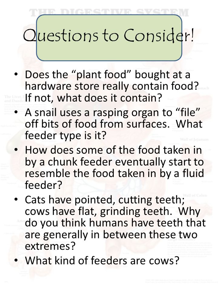 Questions to Consider. Does the plant food bought at a hardware store really contain food.