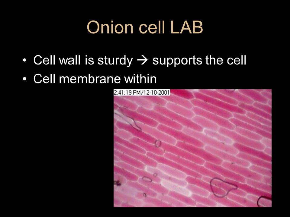 Chapter 4 The Internal Environment Of Organisms Ppt Download