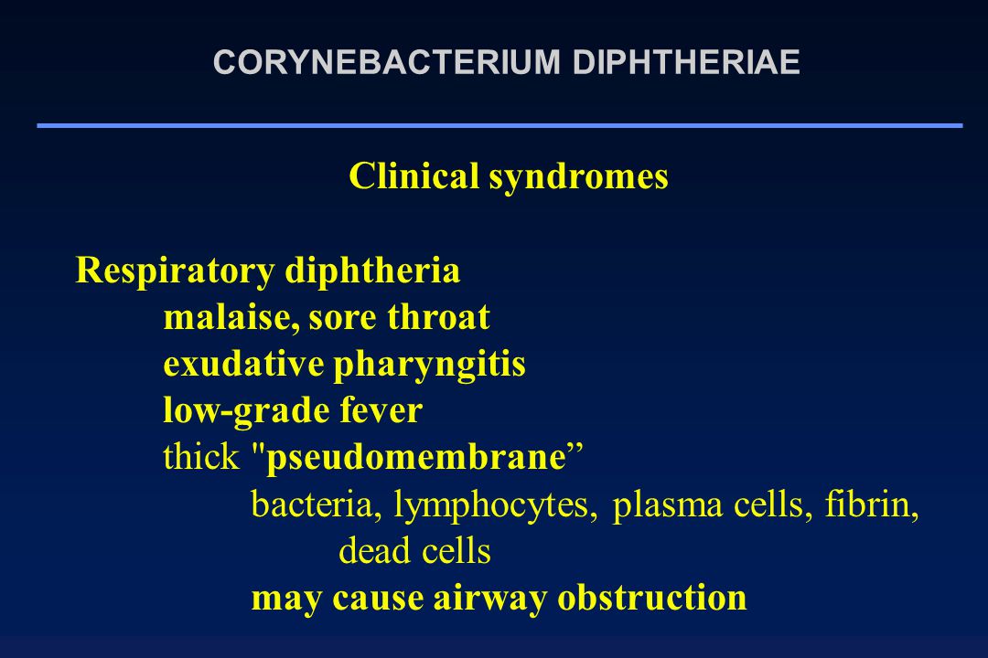 CORYNEBACTERIUM DIPHTHERIAE Clinical syndromes Respiratory diphtheria malaise, sore throat exudative pharyngitis low-grade fever thick pseudomembrane bacteria, lymphocytes, plasma cells, fibrin, dead cells may cause airway obstruction