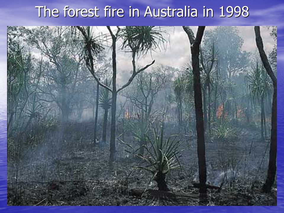 The forest fire in Australia in 1998