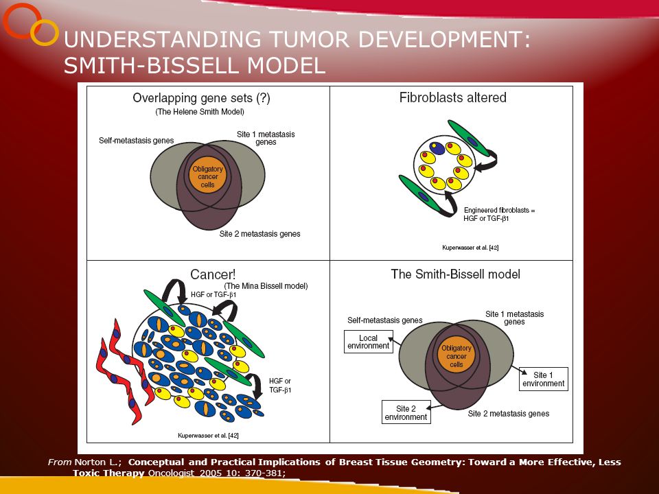 UNDERSTANDING TUMOR DEVELOPMENT: SMITH-BISSELL MODEL From Norton L.; Conceptual and Practical Implications of Breast Tissue Geometry: Toward a More Effective, Less Toxic Therapy Oncologist : ;