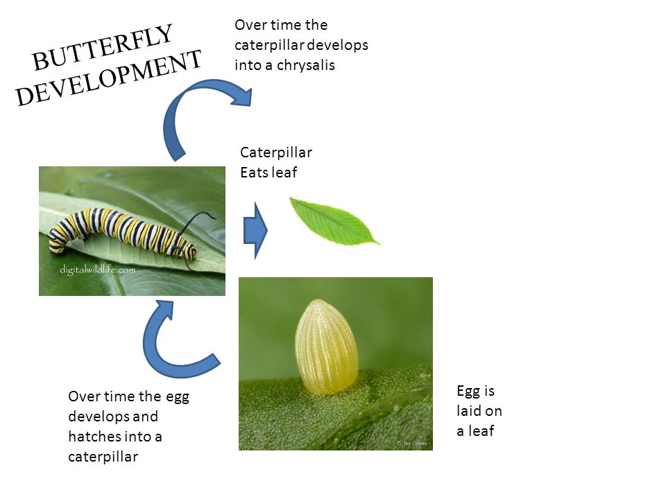 BUTTERFLY DEVELOPMENT Egg is laid on a leaf Over time the egg develops and hatches into a caterpillar Caterpillar Eats leaf Over time the caterpillar develops into a chrysalis