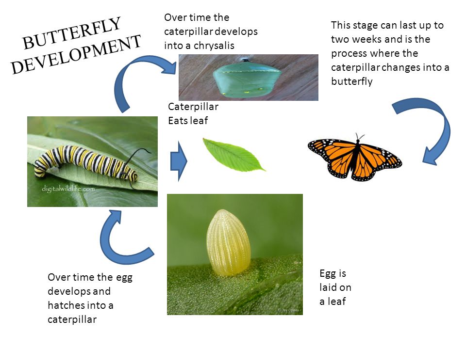BUTTERFLY DEVELOPMENT Egg is laid on a leaf Over time the egg develops and hatches into a caterpillar Caterpillar Eats leaf Over time the caterpillar develops into a chrysalis This stage can last up to two weeks and is the process where the caterpillar changes into a butterfly