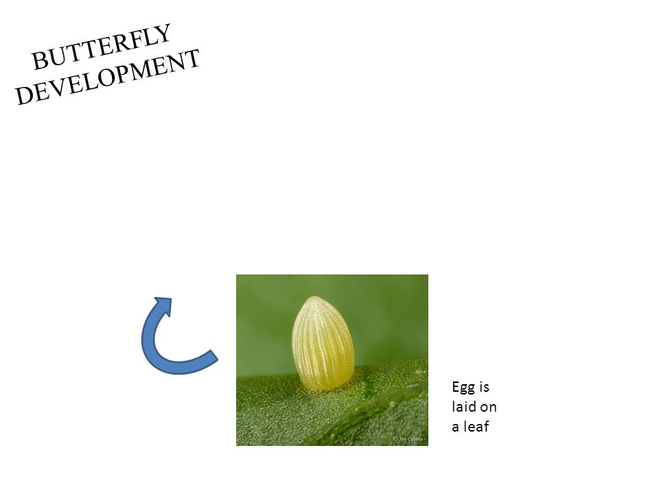 BUTTERFLY DEVELOPMENT Egg is laid on a leaf