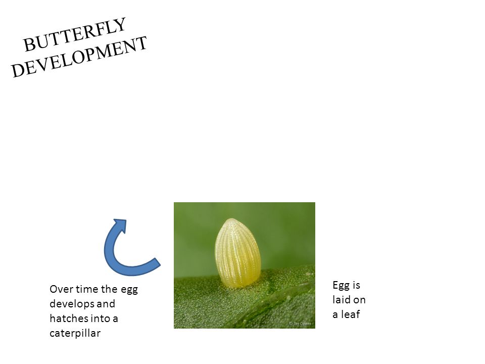 BUTTERFLY DEVELOPMENT Egg is laid on a leaf Over time the egg develops and hatches into a caterpillar