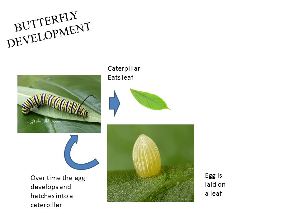 BUTTERFLY DEVELOPMENT Egg is laid on a leaf Over time the egg develops and hatches into a caterpillar Caterpillar Eats leaf