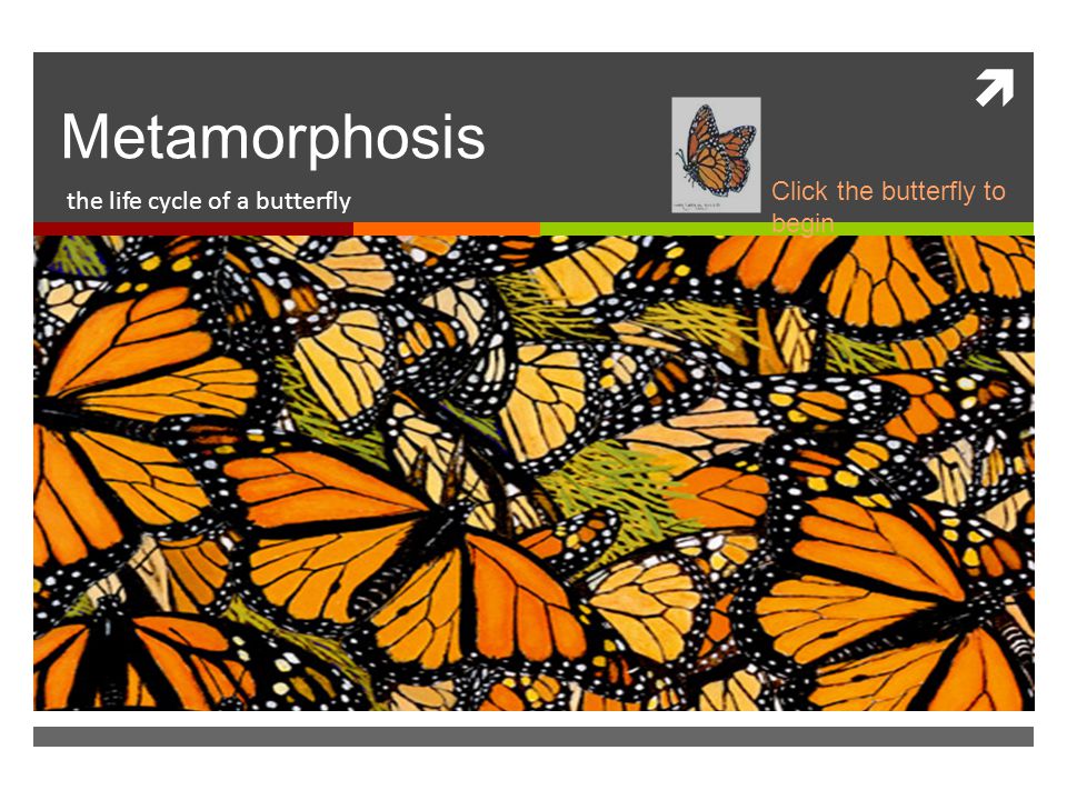  Metamorphosis the life cycle of a butterfly Click the butterfly to begin