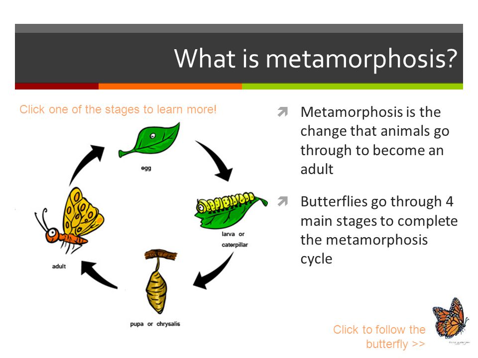 What is metamorphosis.
