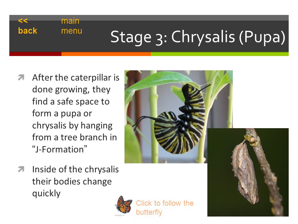 Stage 3: Chrysalis (Pupa)  After the caterpillar is done growing, they find a safe space to form a pupa or chrysalis by hanging from a tree branch in J-Formation  Inside of the chrysalis their bodies change quickly Click to follow the butterfly << back main menu